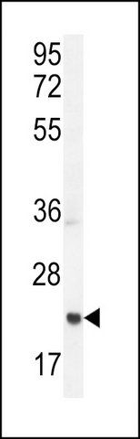 ANTI-ASCL2 (N-TERM) antibody produced in rabbit