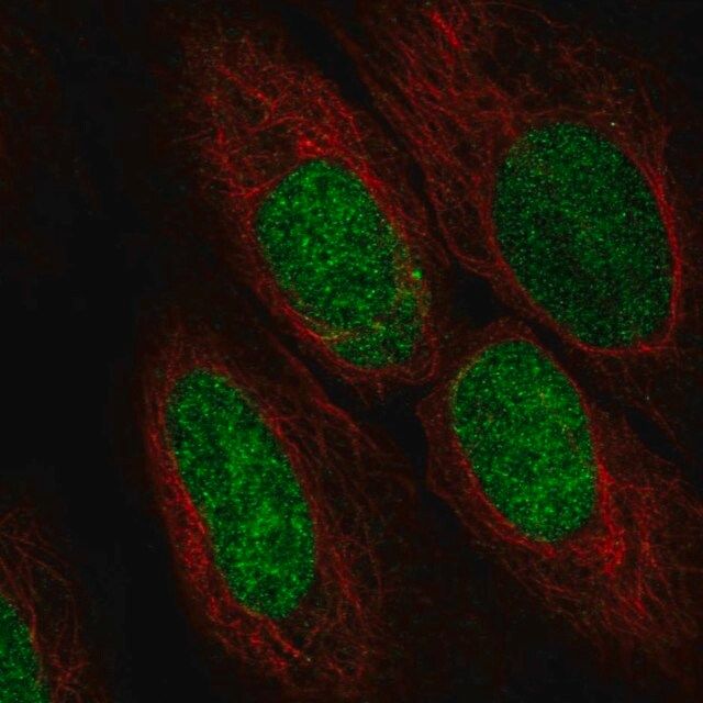 Anti-ASF1A antibody produced in rabbit