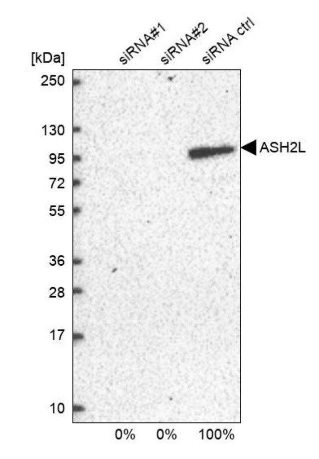 Anti-ASH2L antibody produced in rabbit