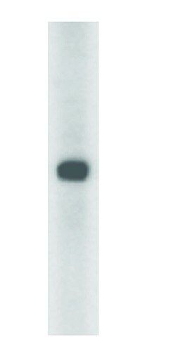 Anti-ASB13 (215-225) antibody produced in rabbit