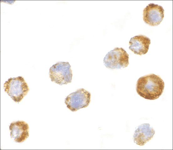 Anti-ASK1 (ab2) antibody produced in rabbit