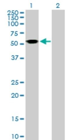 Anti-ASL antibody produced in mouse