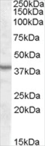 Anti-ASNA1 antibody produced in goat