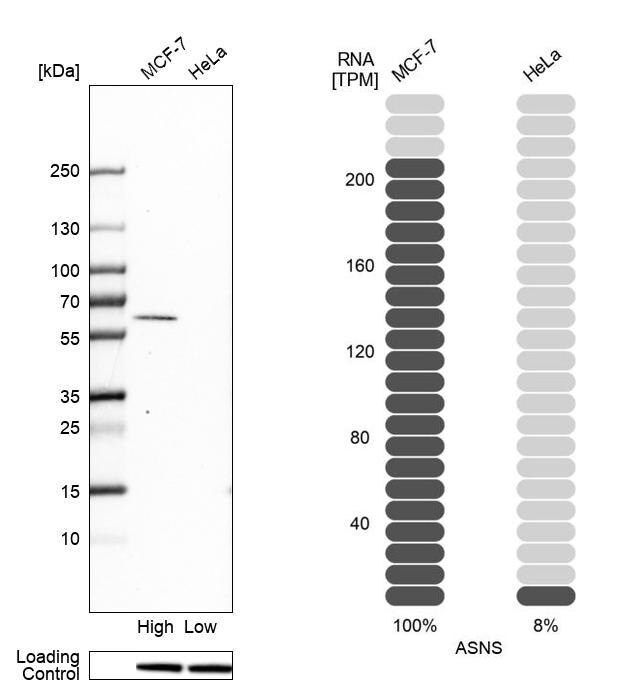 Anti-ASNS antibody produced in rabbit