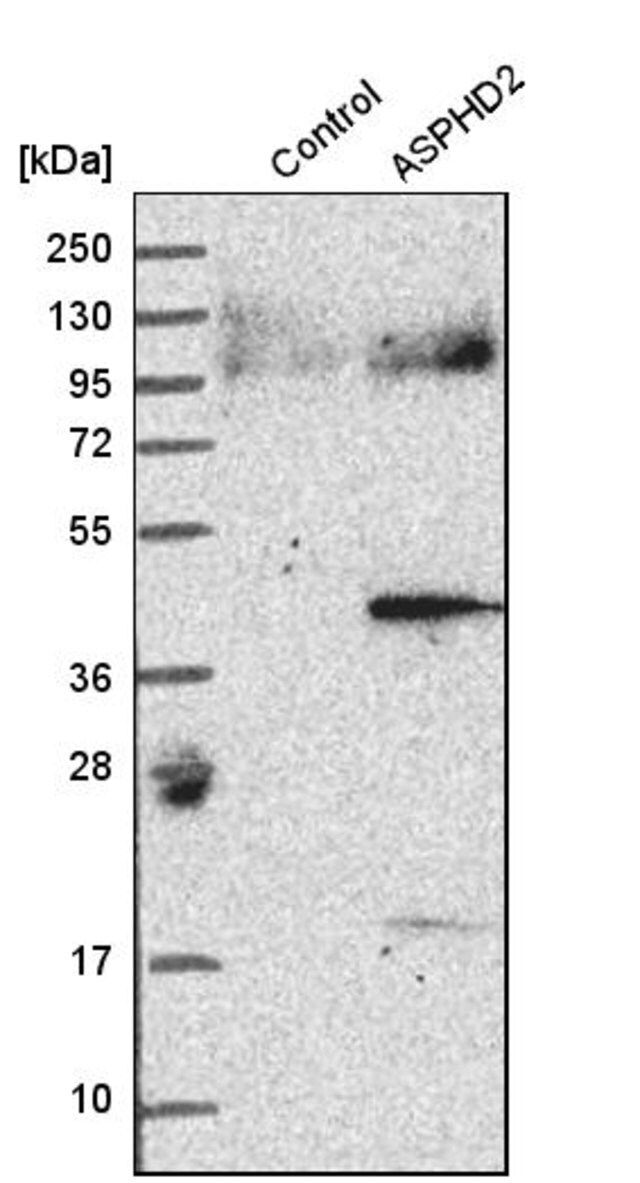 Anti-ASPHD2 antibody produced in rabbit