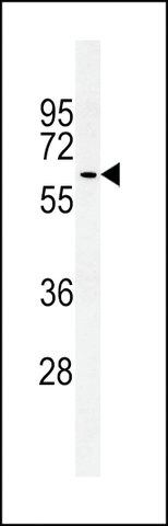 ANTI-ATG14 (CENTER) antibody produced in rabbit