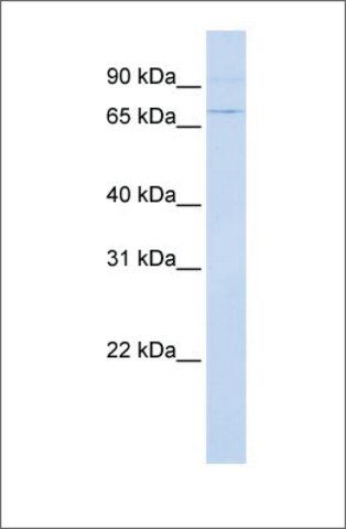 Anti-ATF6 antibody produced in rabbit