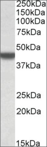 Anti-APOBEC3D antibody produced in goat