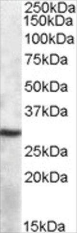 Anti-APOBEC1 antibody produced in goat