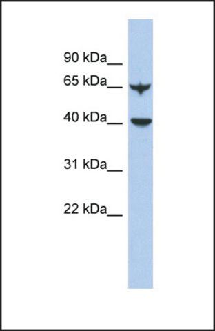 Anti-APOBEC4, (N-terminal) antibody produced in rabbit