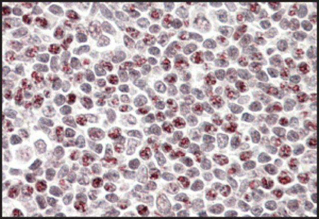 Anti-APOBEC3A antibody produced in goat