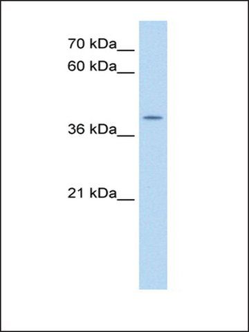 Anti-APOBEC3B antibody produced in rabbit