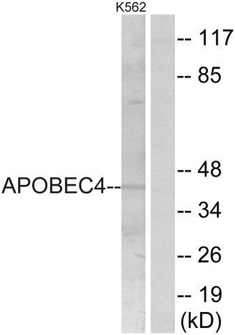 Anti-APOBEC4 antibody produced in rabbit