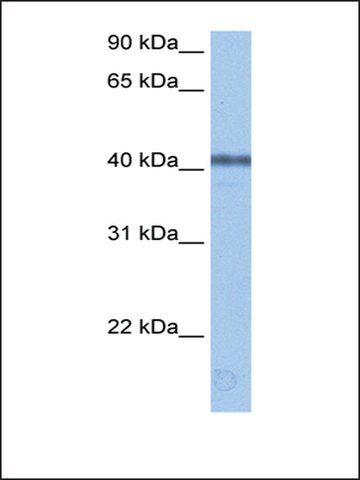 Anti-APOBEC3F antibody produced in rabbit