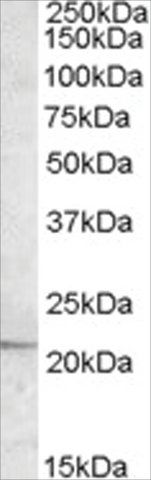 Anti-APOBEC3C, C-Terminal antibody produced in goat