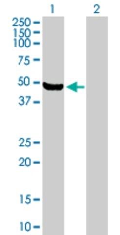 Anti-ARHGEF16 antibody produced in mouse