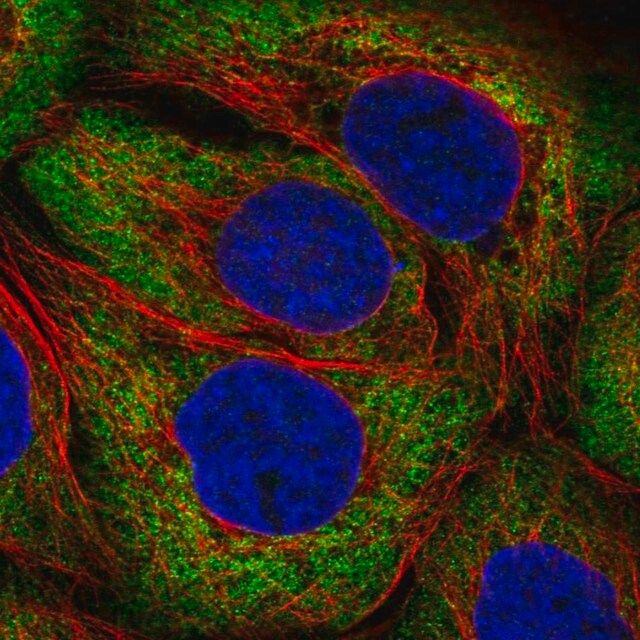 Anti-ARHGEF3 antibody produced in rabbit