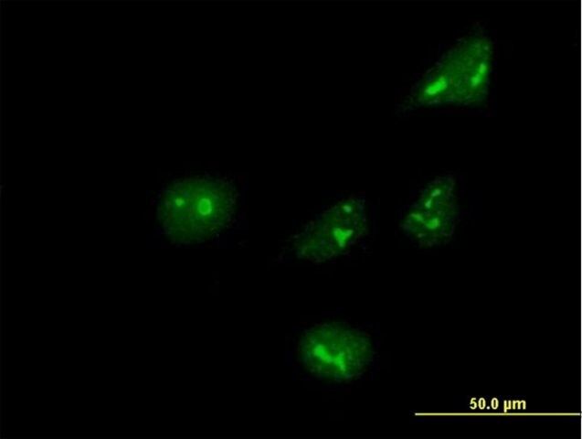 Anti-ARHGEF10 antibody produced in mouse