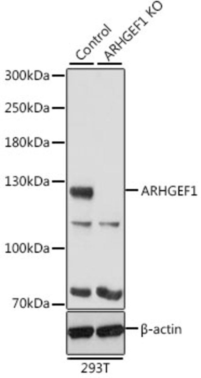 Anti-ARHGEF1 antibody produced in rabbit