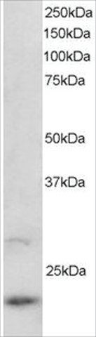 Anti-ARL2 antibody produced in goat