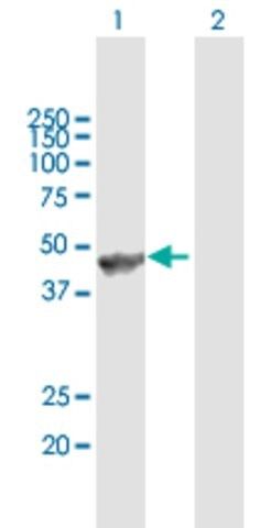 Anti-ANGPTL5 antibody produced in mouse