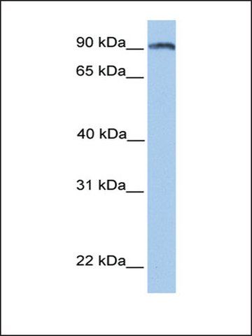 Anti-ANKS3 antibody produced in rabbit