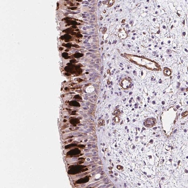 Anti-ANKUB1 antibody produced in rabbit