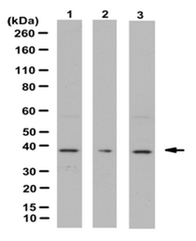 Anti-Annexin A1, Antibody