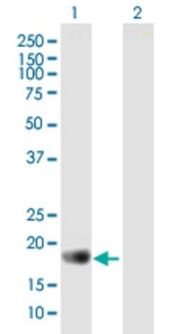 Anti-APOBEC3C antibody produced in mouse