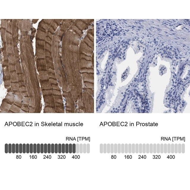 Anti-APOBEC2 antibody produced in rabbit