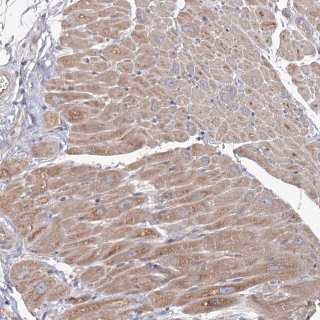 Anti-ANGPTL5 antibody produced in rabbit