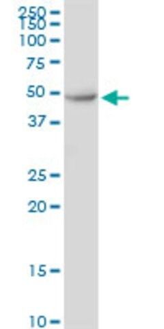 Anti-ANGPTL7 antibody produced in mouse