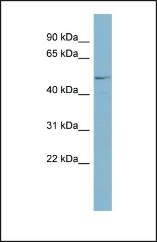 Anti-ANGPTL3, (N-terminal) antibody produced in rabbit