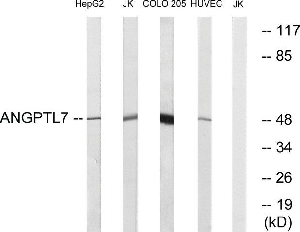 Anti-ANGPTL7 antibody produced in rabbit