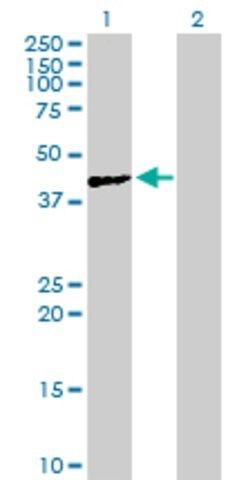 Anti-ACTL7A antibody produced in mouse