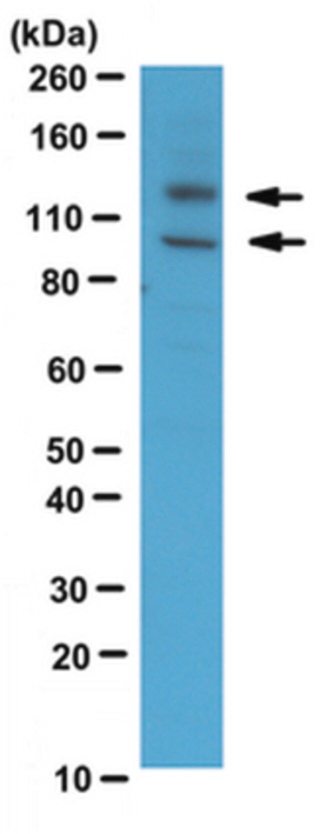 Anti-Adam17 Antibody