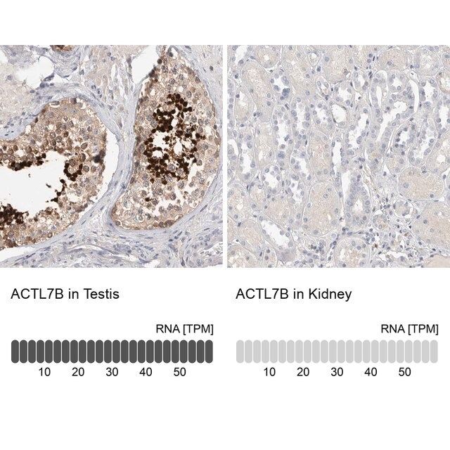 Anti-ACTL7B antibody produced in rabbit