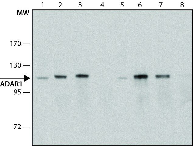 Anti-ADAR1 (C-terminal) antibody produced in rabbit