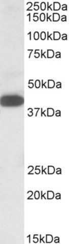 Anti-A4GNT (C-terminal) antibody produced in goat