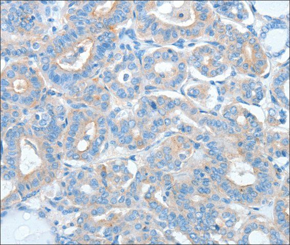 Anti-AGO2 antibody produced in rabbit