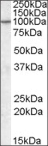 Anti-AGAP2 antibody produced in goat