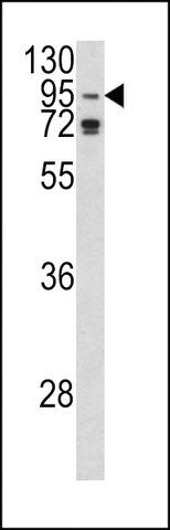 ANTI-AGO1(N-TERMINAL) antibody produced in rabbit