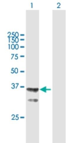 Anti-AGMAT antibody produced in mouse