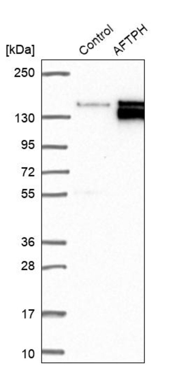 Anti-AFTPH antibody produced in rabbit