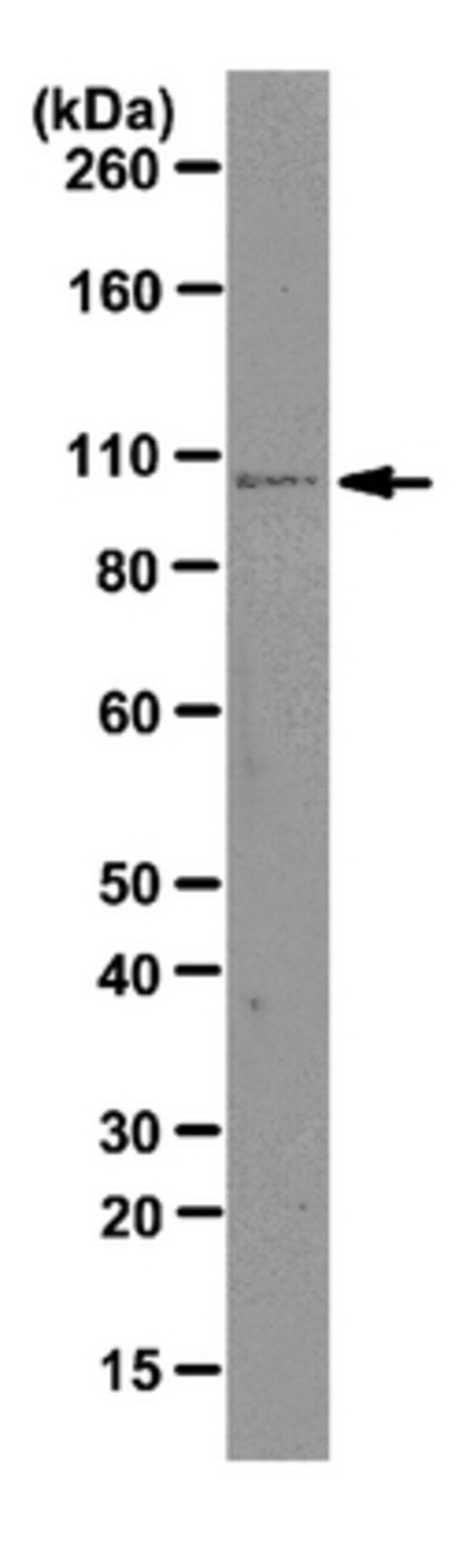 Anti-Ago1 Antibody, clone 4G7-E12