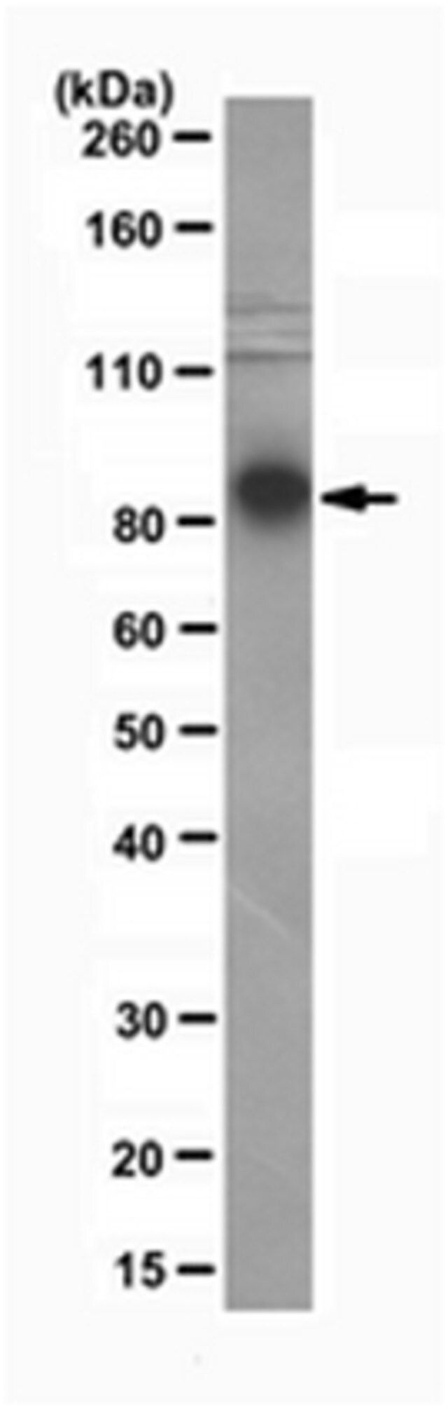 Anti-Ago2 Antibody, clone 11A9