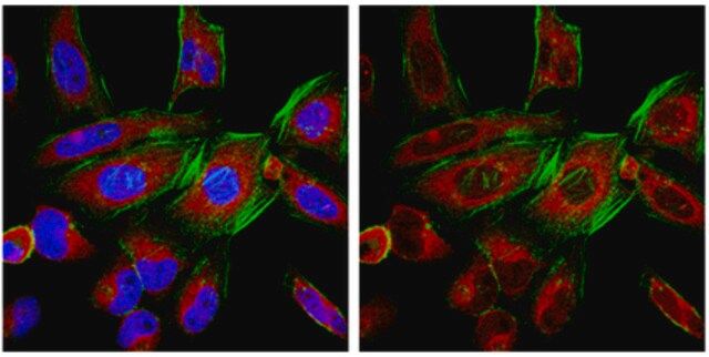 Anti-Ago3 Antibody, clone 4B1-F6