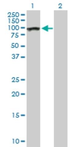 Anti-AHI1 antibody produced in mouse