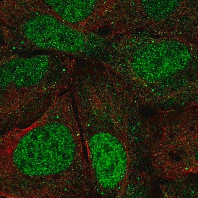 Anti-AGO3 antibody produced in rabbit