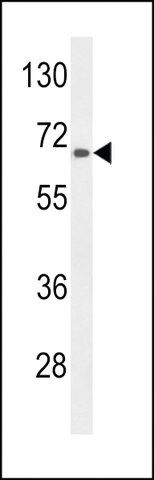 ANTI-AGXT2(C-TERMINAL) antibody produced in rabbit